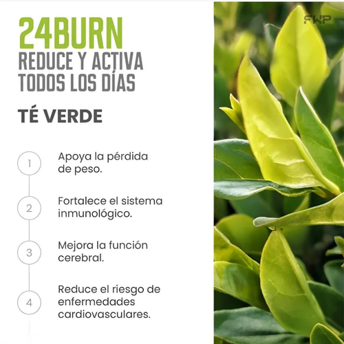 24BURN FWP Original - Té Verde + Panax Ginseng + L-Carnitina